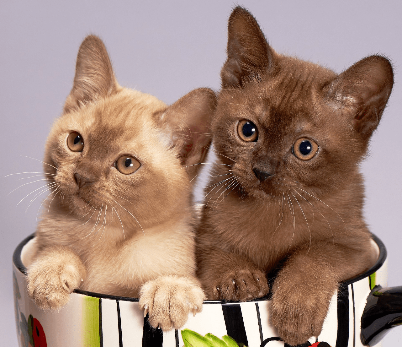 Rituels contre la fatigue physique et morale : revenons à nos chatons